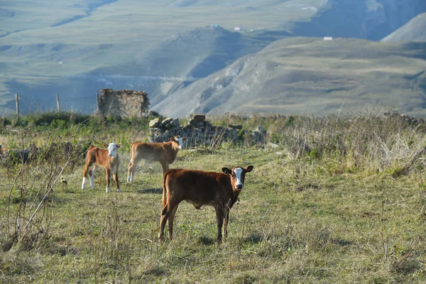 Cows Grazing Grass Green Farmland Field Alpine Meadows Caucasus Mountain — Stock Photo, Image