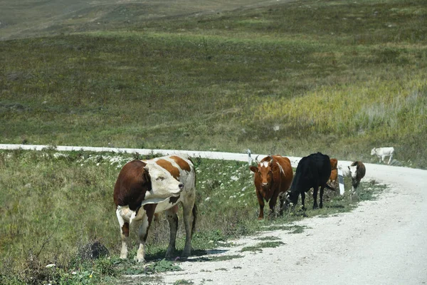 Αγελάδες Βόσκουν Χόρτο Πράσινο Αγρόκτητο Χωράφι Αλπικών Λιβαδιών Στο Βουνό Φωτογραφία Αρχείου