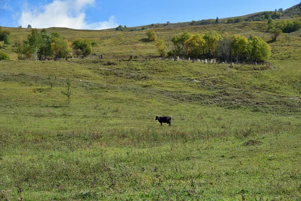 Cow Grazing Grass Green Farmland Field Alpine Meadows Caucasus Mountain — Stock Photo, Image