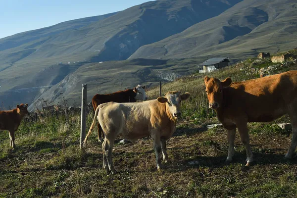 Cows Grazing Grass Green Farmland Field Alpine Meadows Caucasus Mountain — Stock Photo, Image