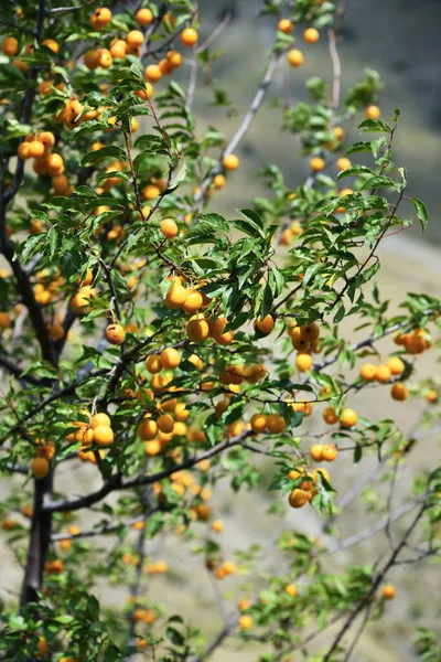 플럼이나 균사체로 커다란 관목이다 코카서스 러시아 Prunus Cerasifera 남동부와 아시아 — 스톡 사진