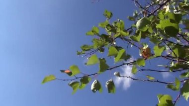 Kayısı ağacı