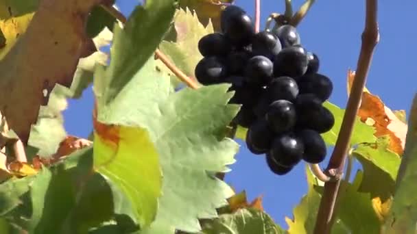 Виноград — стоковое видео