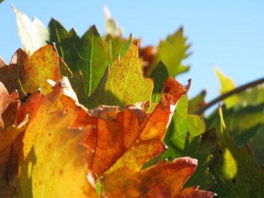 Sonbaharda asma yaprakları