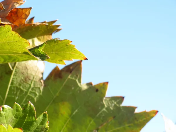 Листя лози восени — стокове фото