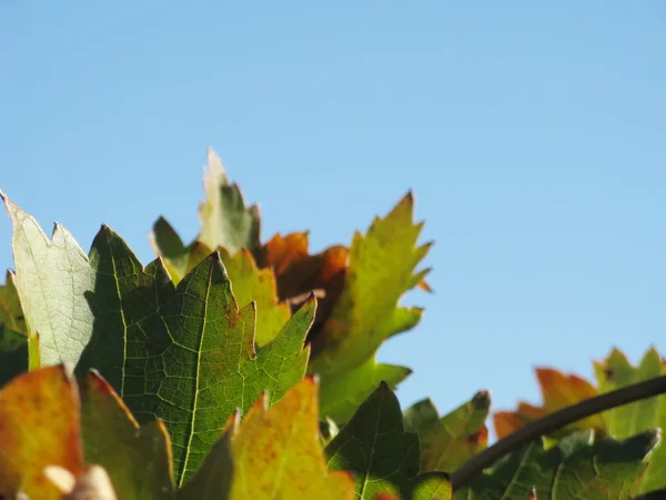 Hojas de vid en otoño —  Fotos de Stock