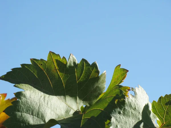 Vine leaves in autumn — Stock Photo, Image