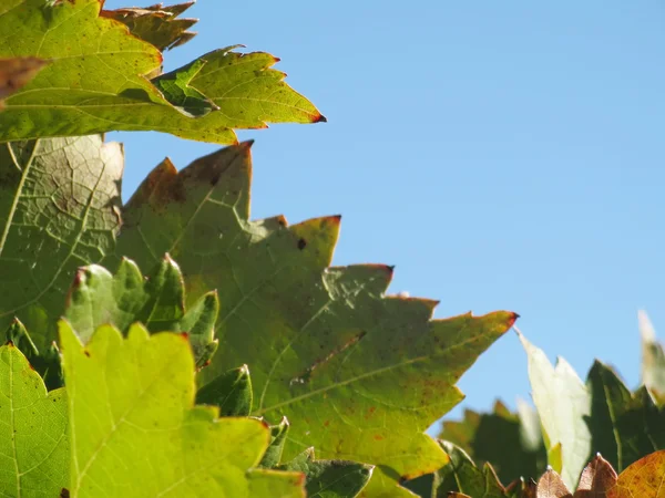 Wijnbladeren in de herfst — Stockfoto