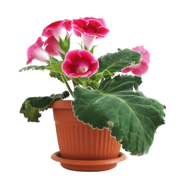 Gloxinia rosa — Fotografia de Stock