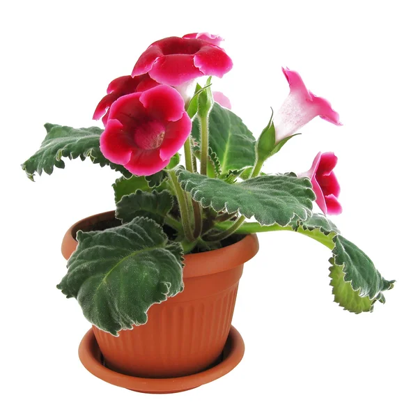 Gloxinia rosa — Fotografia de Stock