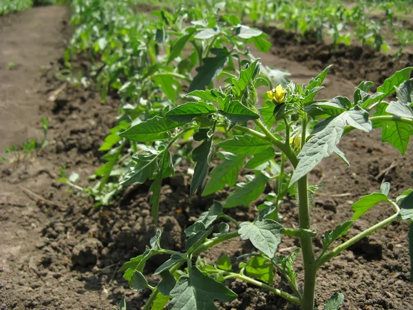 Piante di pomodoro — Foto Stock