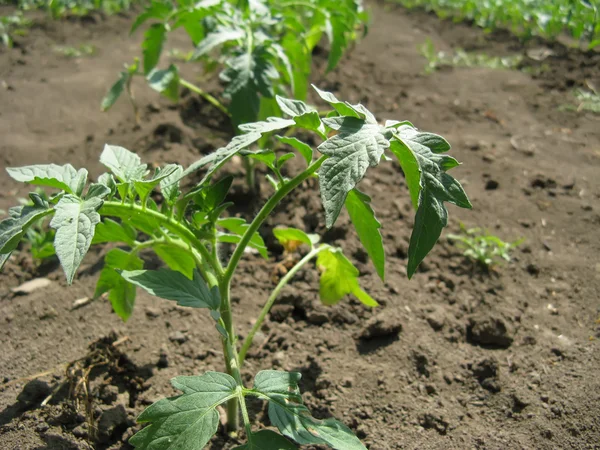 Rostliny rajčete — Stock fotografie