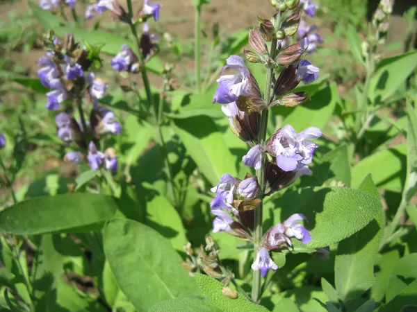 Salvia — Stock Photo, Image