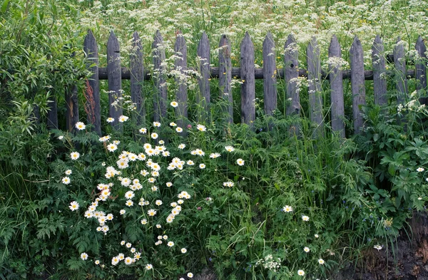 Sommar bakgrund — Stockfoto