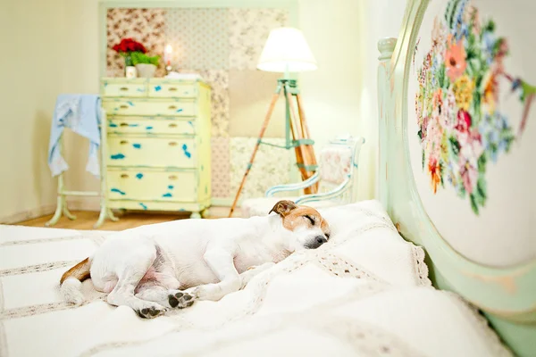 Hond slaapt op bed — Stockfoto