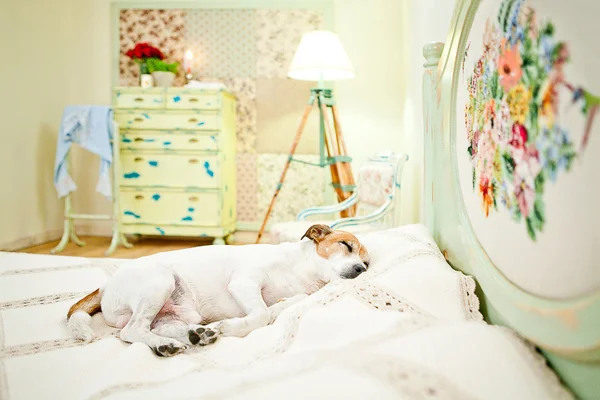 Cão dormindo na cama — Fotografia de Stock