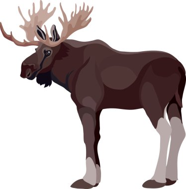 Elk renk