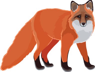 fox çizilmiş vektör sanat