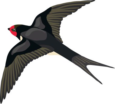 yapılan kırlangıç