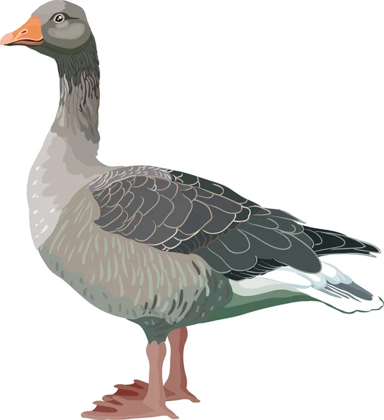 Goose bird — Stock Vector