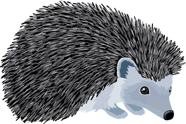 Hedgehog — Stock Vector