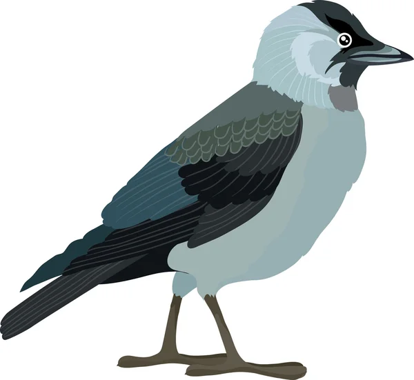 Pássaro de Jackdaw desenhado — Vetor de Stock