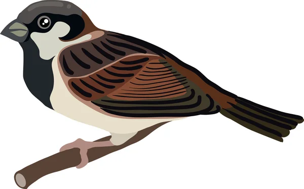 Pájaro gorrión dibujado — Vector de stock