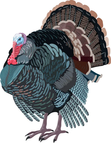 Turquía aves dibujadas — Archivo Imágenes Vectoriales
