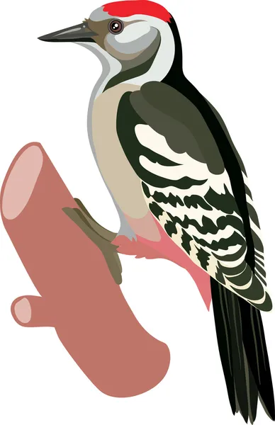 啄木鸟鸟画 — 图库矢量图片