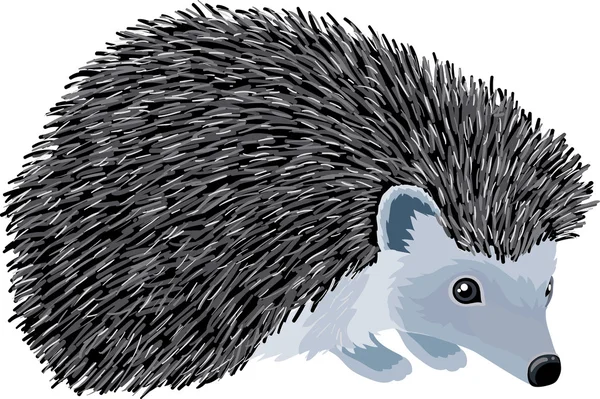 Igel Stockvektor