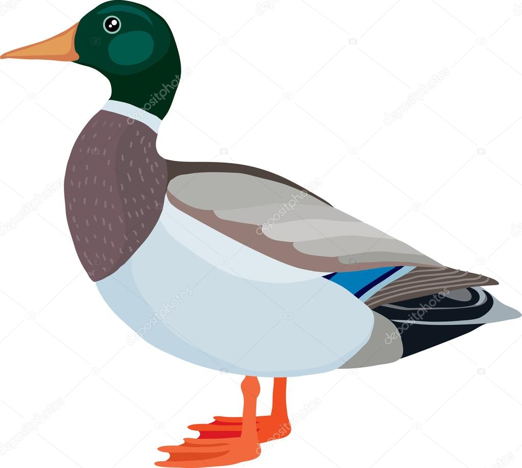 Duck made in the technique of vector