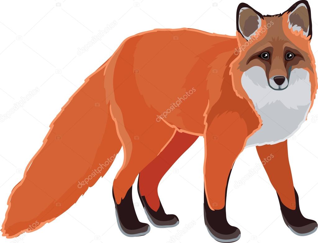Fox drawn in vector art