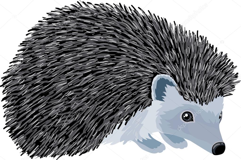 Hedgehog