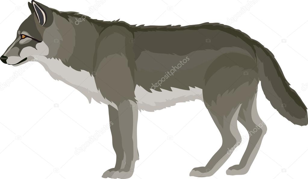 Wolf drawn