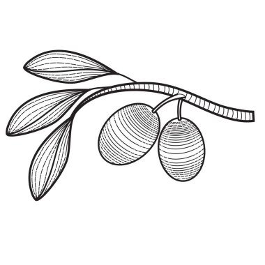 logo, decorative olive branch with two olives, isolated object on a white background, vector illustration, eps