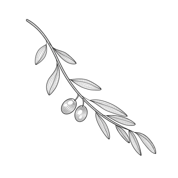 Logo Decorative Long Olive Branch Two Olives Isolated Object White — Stok Vektör