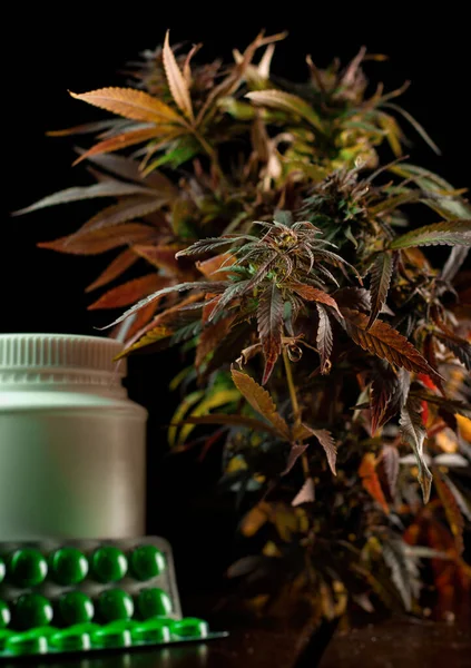 Legální pěstování konopných rostlin pro lékařské účely k ošetření listů marihuany — Stock fotografie