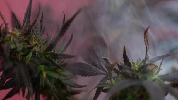 Cultivo legal de plantas de cannabis en el hogar, marihuana en el humo — Vídeos de Stock