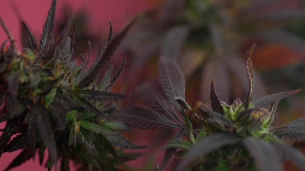 Laglig odling av cannabisväxter hemma, marijuana i rök — Stockvideo