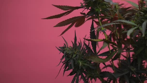 Laglig odling av cannabisväxter hemma, blad av en marijuana eller cannabis anläggning — Stockvideo