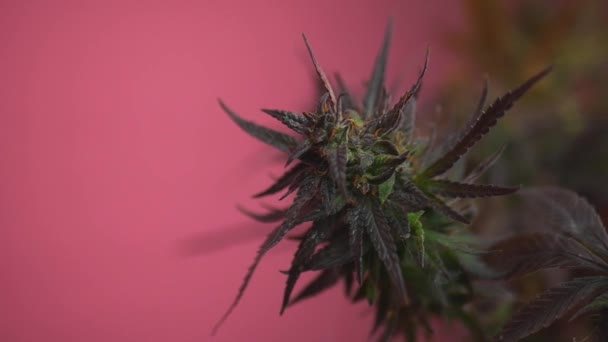 Laglig odling av cannabisväxter hemma, blad av en marijuana eller cannabis anläggning — Stockvideo