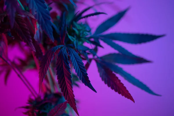 Krzewy marihuany w neonach, legalne wykorzystanie roślin marihuany do celów medycznych w domu — Zdjęcie stockowe