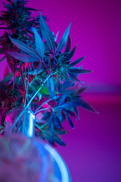 Krzewy marihuany w neonach, legalne wykorzystanie roślin marihuany do celów medycznych w domu — Zdjęcie stockowe