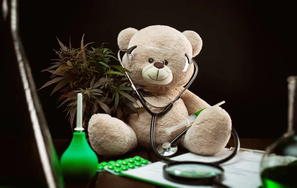 Konopná rostlina pro lékařské účely a výzkum, kreativní složení s medvídkem — Stock fotografie