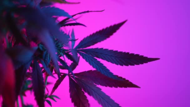 Кущі марихуани в неоні, правове використання рослин конопель для медичних цілей вдома — стокове відео