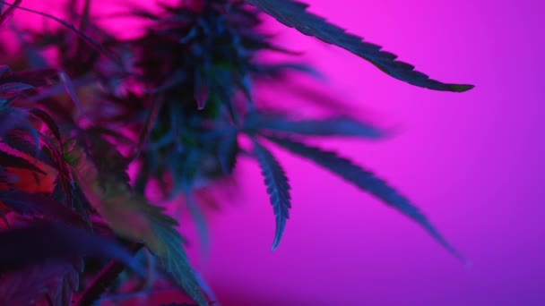 Marihuána bokrok neonban, kannabisznövények orvosi célú legális használata otthon — Stock videók