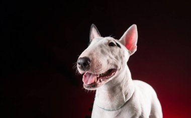 Siyah arka planda beyaz köpek.
