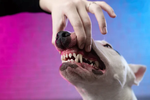 Egy emberi kéz kinyitja egy kutya száját, ami egy fehér bika terrier vicsorgását és fogait mutatja. — Stock Fotó