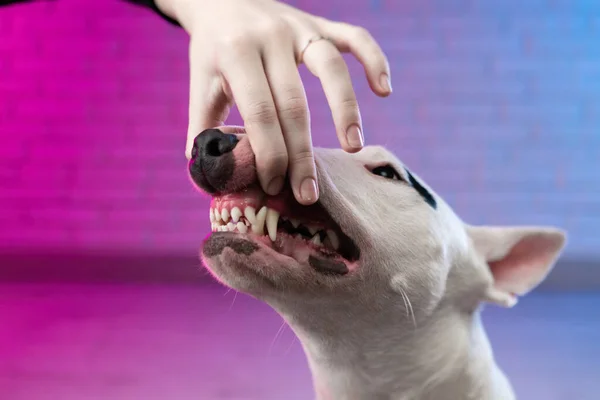 Una mano humana abre la boca de un perro mostrando el gruñido y los dientes de un toro blanco terrier — Foto de Stock