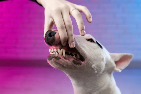 Egy emberi kéz kinyitja egy kutya száját, ami egy fehér bika terrier vicsorgását és fogait mutatja. — Stock Fotó